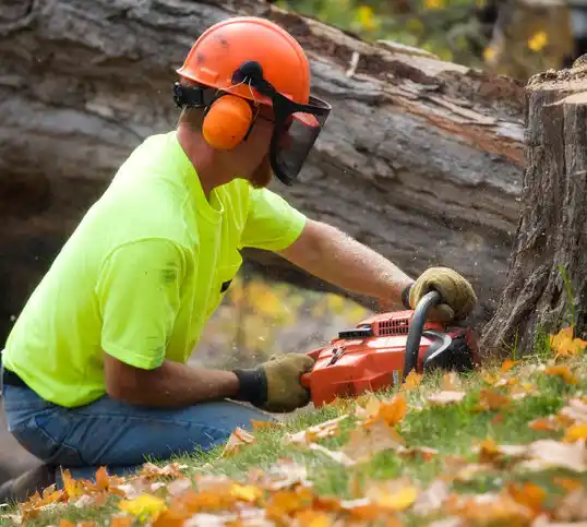 tree services East Glenville